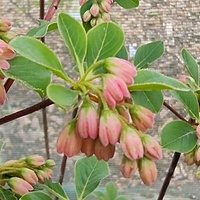 Enkianthus campanulatus var. palibinii